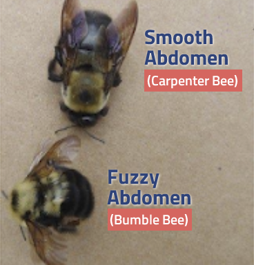 Image of the smooth abdomen of a carpenter bee compared to the fuzzy abdomen of the bumble bee.
