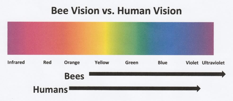 Color Chart of colors viewable by bees vs humans. 