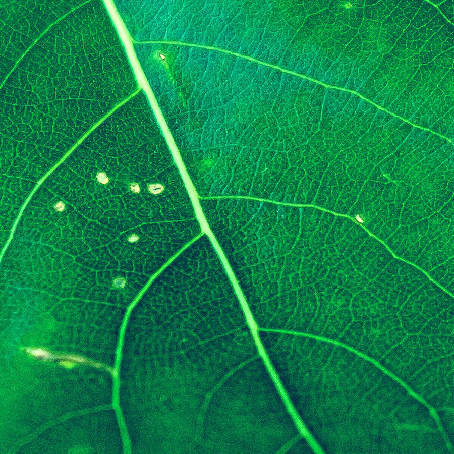 Closeup of leaves and their veins.